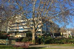 Plane tree vandalised