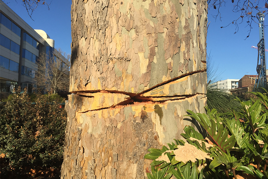 Plane tree vandalism 2