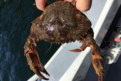 Asianpaddlecrab