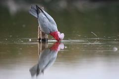 Aussie Backyard Bird Count