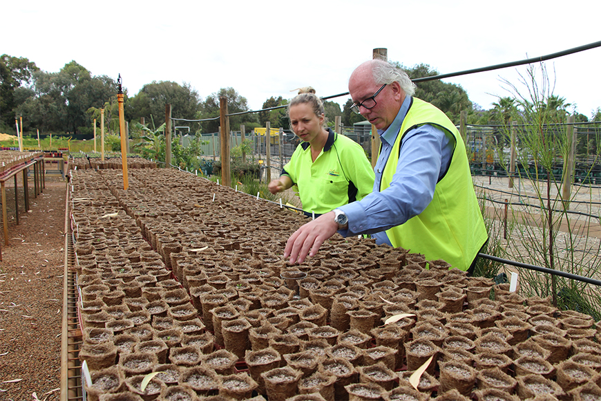 Coir fibre pots