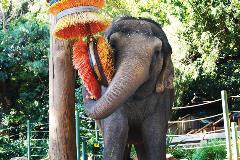 Elephants2