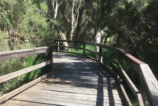 Melaleucaboardwalk