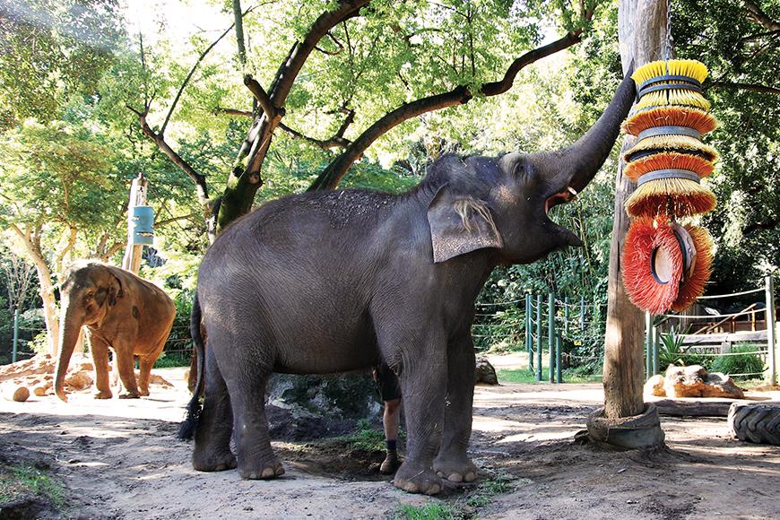 Perth Zoo elephants