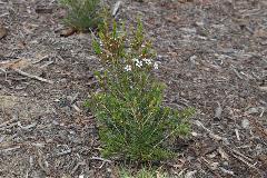 RyrieReserve6