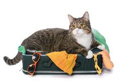 Catinbasket-catboarding