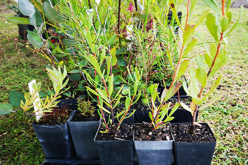 Curtin Primary School planting