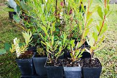 Curtin Primary School planting 