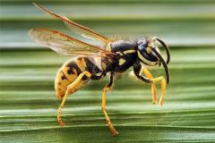 Europeanwasp