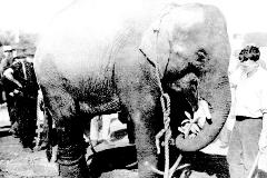 Jumbotheelephant