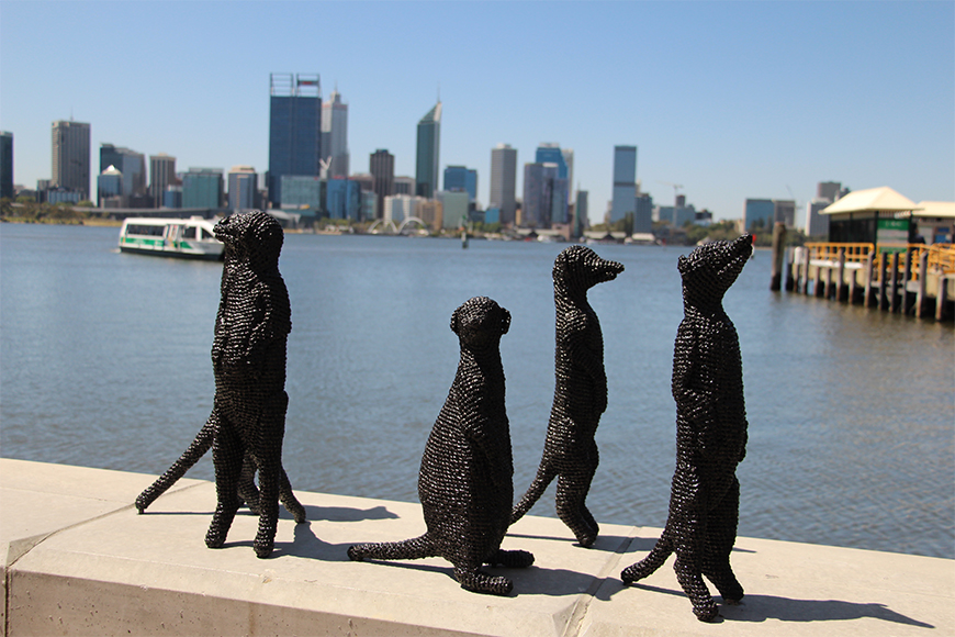 meerkats on river