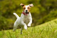 OlivesReserveupgrade-dog