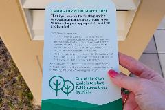 Street tree postcard