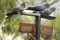 3RedTailshavingadrink
