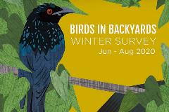 BirdsinBackyard2020