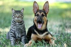 Dogandcatregorenewal