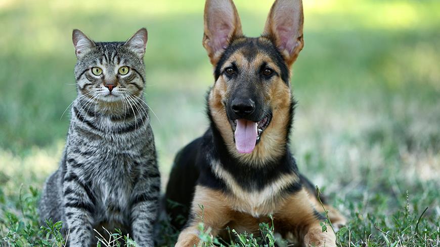 Dogandcatregorenewal