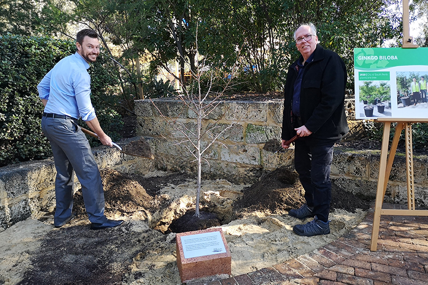 Ginkgo Biloba planting