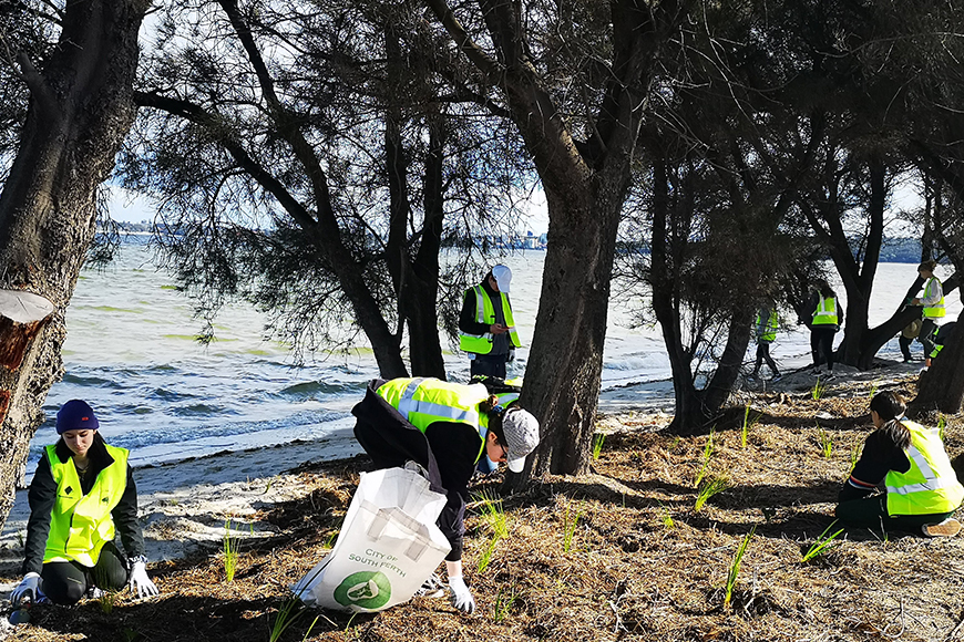 Tree planting 1