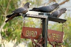 BirdWater