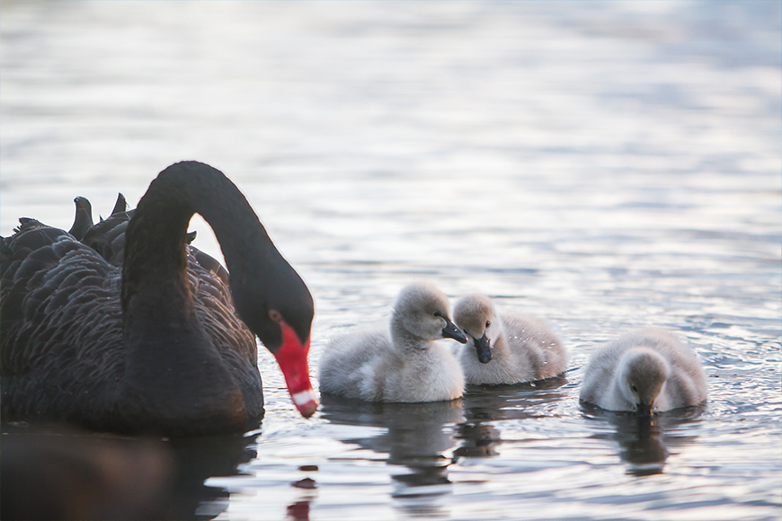 Black Swans