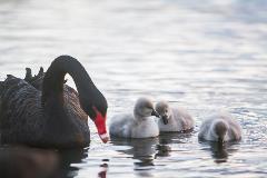 Black Swans