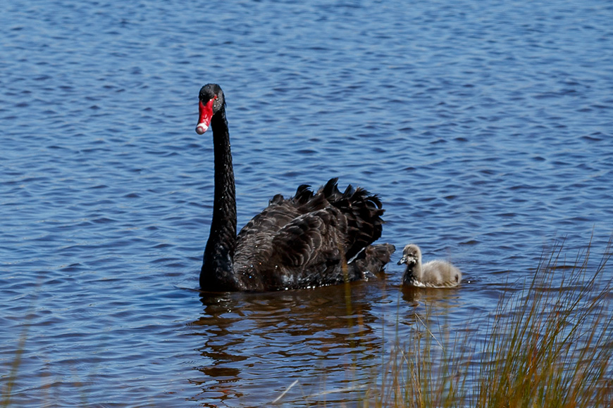 Black swan and cygnet