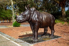 White rhinoceros