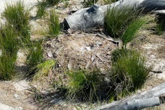 Swan nesting site on Djirda Miya