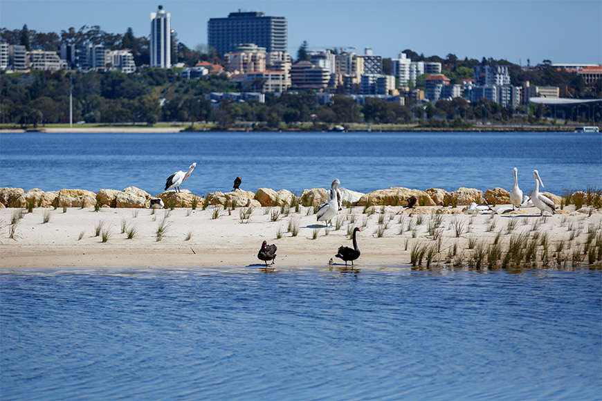 Swans on Djirda Miya