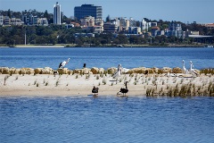 Swans on Djirda Miya