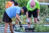 Aquinas College students gardening at McDougall Farm Community Garden