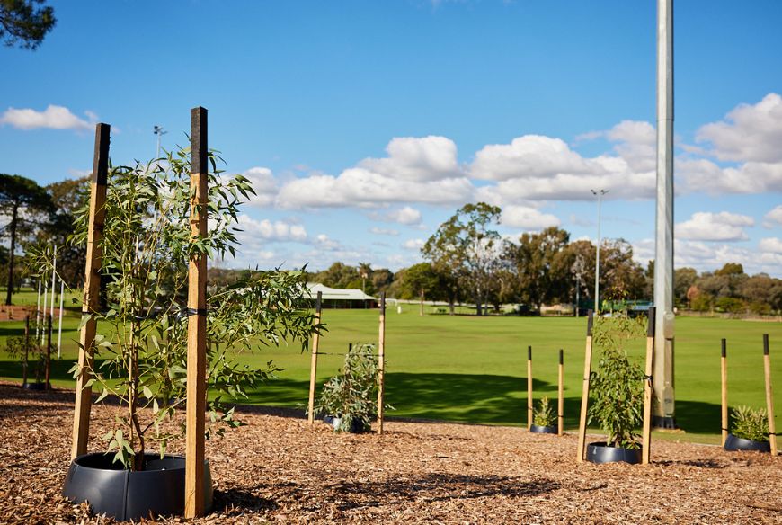 New landscaping and trees at Bil Grayden Reserve