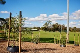 New landscaping and trees at Bil Grayden Reserve