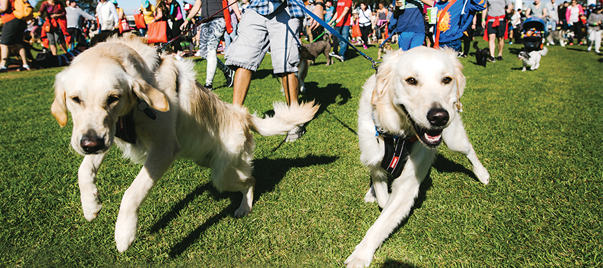 Million-Paws-Walk Million-Paws-Walk