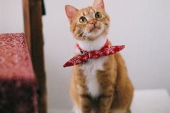 Cat_web