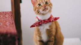 Cats Cats