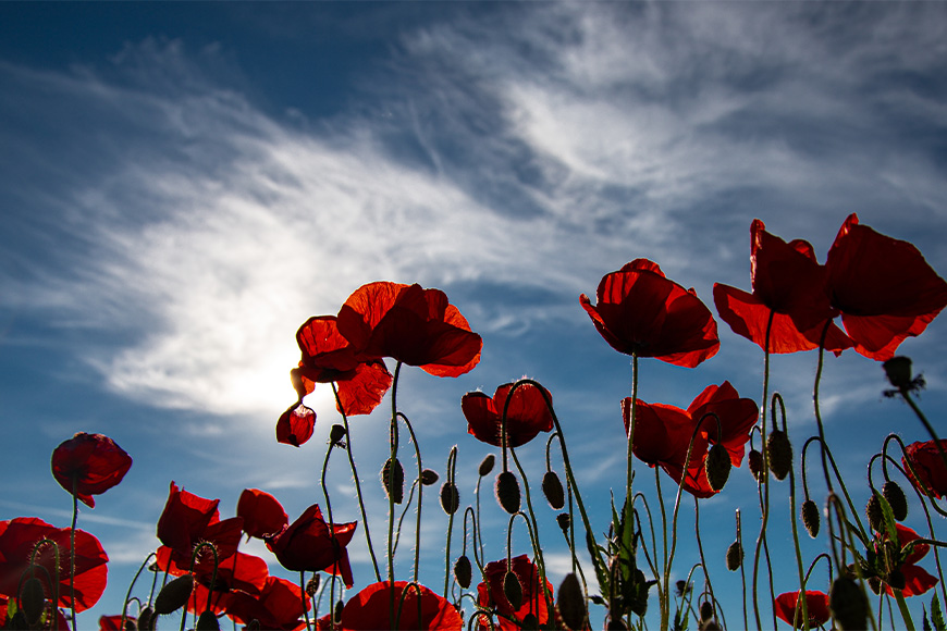 Poppy flowers