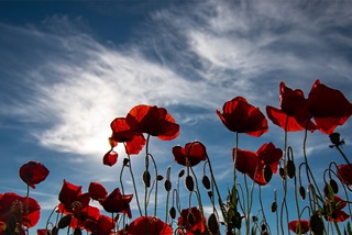 Poppyflowers