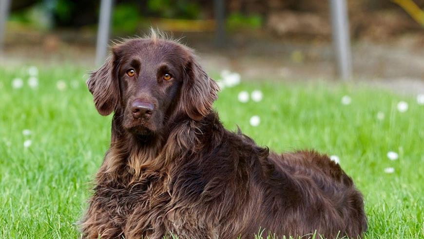 dog-782498_1920