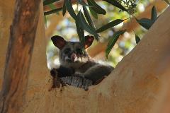 PossumBox