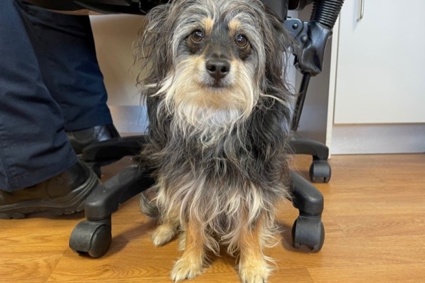 Silky Terrier mix found in Karawara