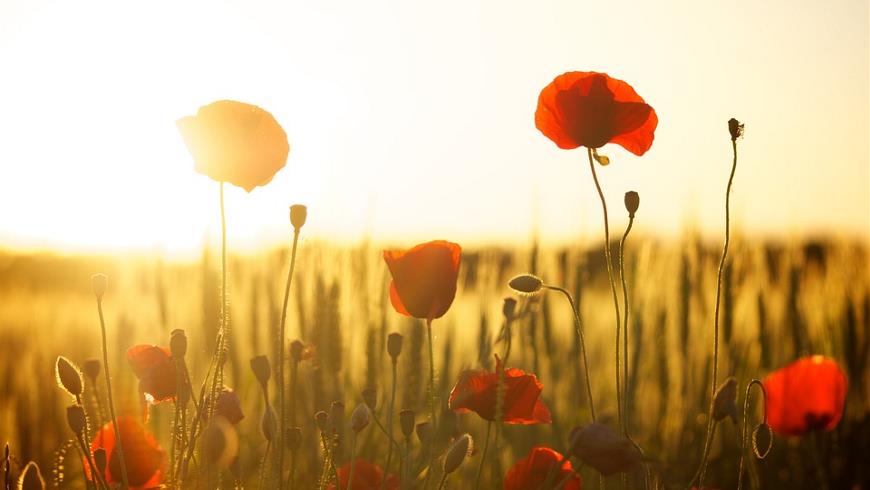 sunset-174276_960_720jpgreme