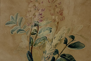 Constance L. Wright - Swainsonia, 1917
