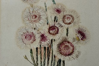 Constance L. Wright - Swamp Daisy: Actinodium Cunninghami, 1917