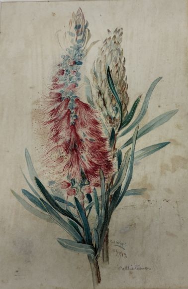 Constance L. Wright - Callistimon, 1917