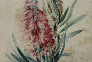 Constance L. Wright - Callistimon, 1917