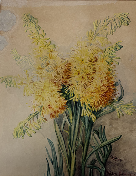 Constance L. Wright - Nuuytsia Floribunda, 1917