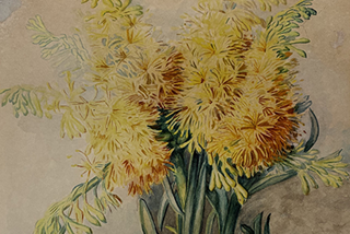 Constance L. Wright - Nuuytsia Floribunda, 1917