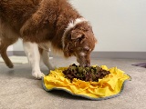 PurebredseniorAustralianshepherddogenjoyingenvironmentalsensoryenrichmentactivityforagingfordinnerinasnufflematatfearfreepositivereinforcementtrainingcenter